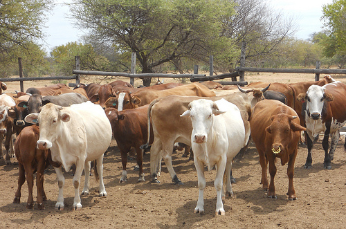 south-africa-unveils-revised-livestock-export-requirements-for-four