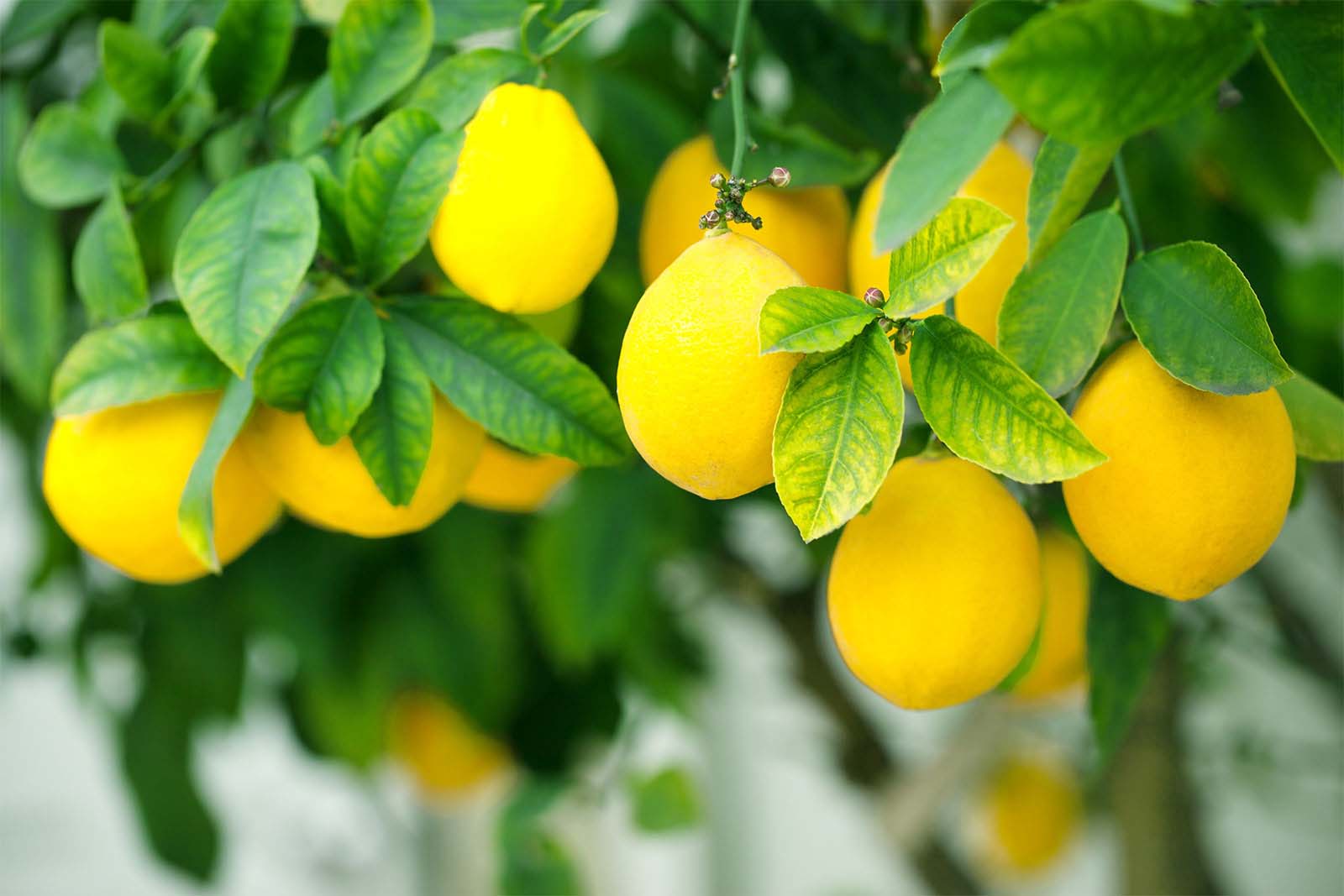 Citrus growers explore shipping price structure options | Freight News