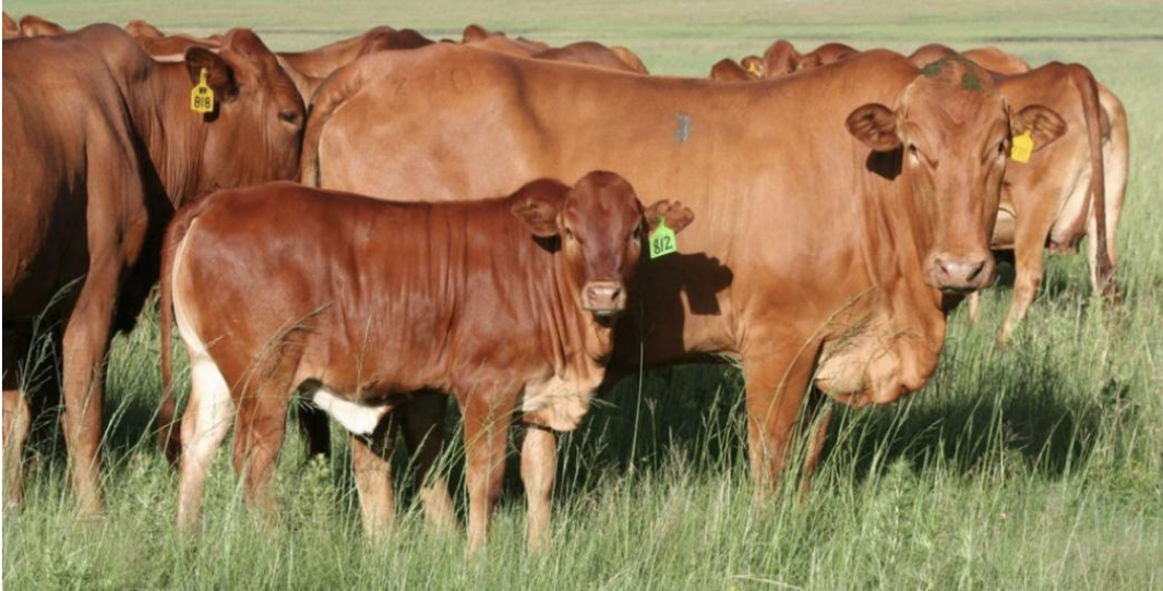 Drones beef up Botswana cattle farmers’ herd security | Freight News