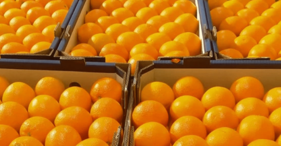 Citrus export figures dip slightly