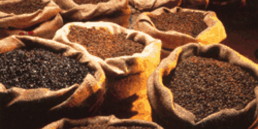 Angola sets its sights on increased coffee exports | Freight News