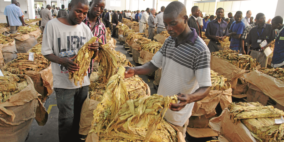 Zimbabwean tobacco went on auction yesterday with the official opening of the  sales season.