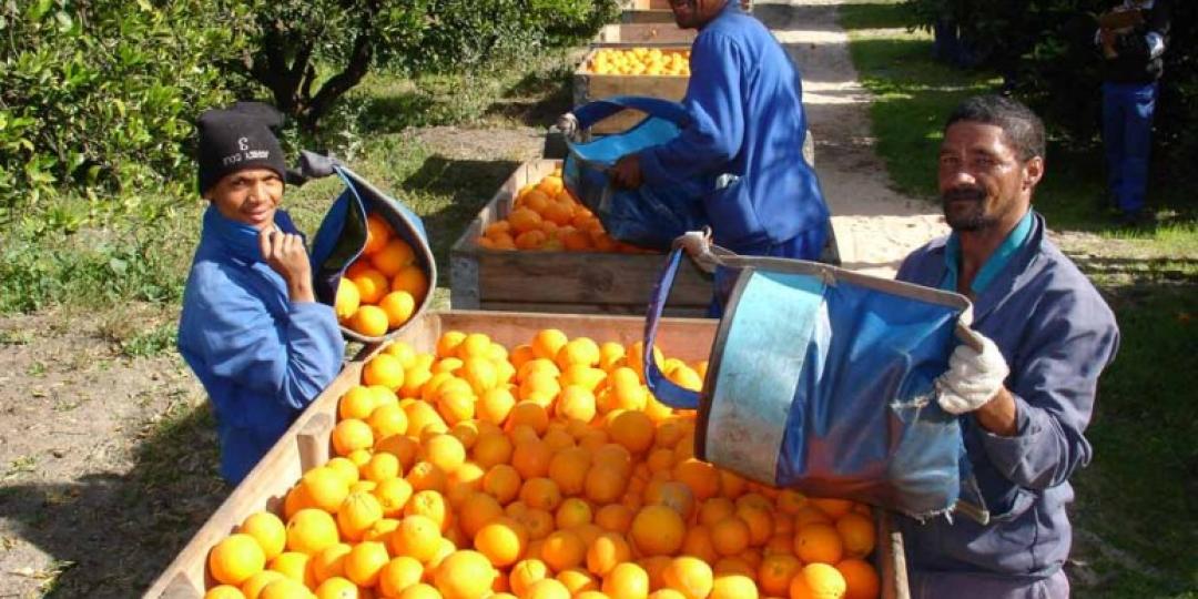 Freshly harvested South African oranges. 