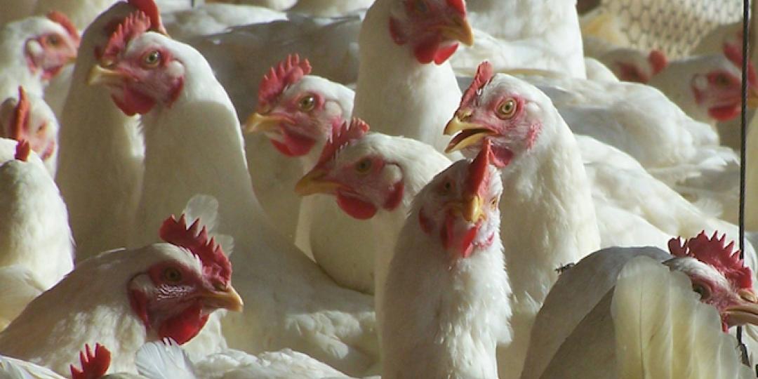 Chicken import war claims another casualty | Freight News