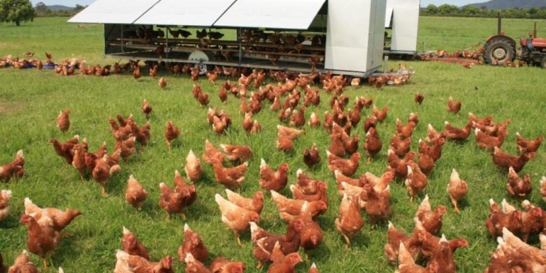 Poultry farmers continue to be hard hit by avian flu outbreaks.