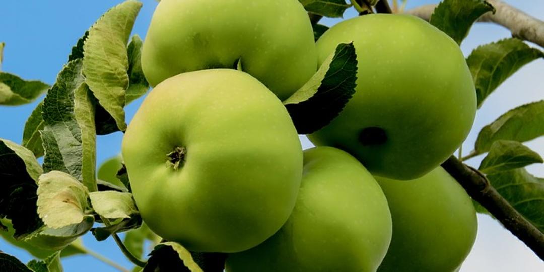 Deciduous fruit farmers in the Eastern and Western Cape have been hard hit by drought conditions.