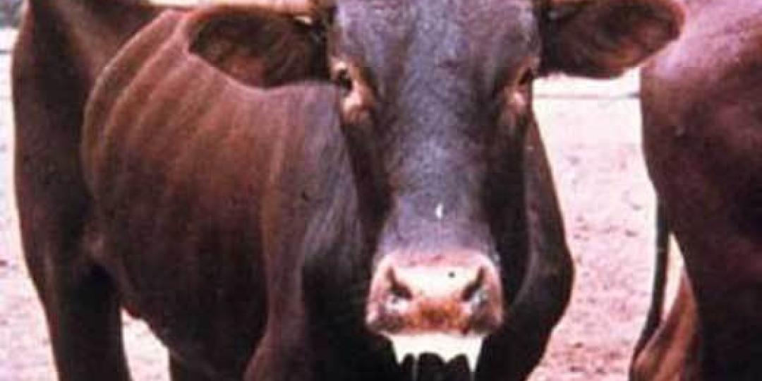 Foot and mouth disease affects all cloven-hoofed domestic animals and is a severe, highly contagious viral disease.