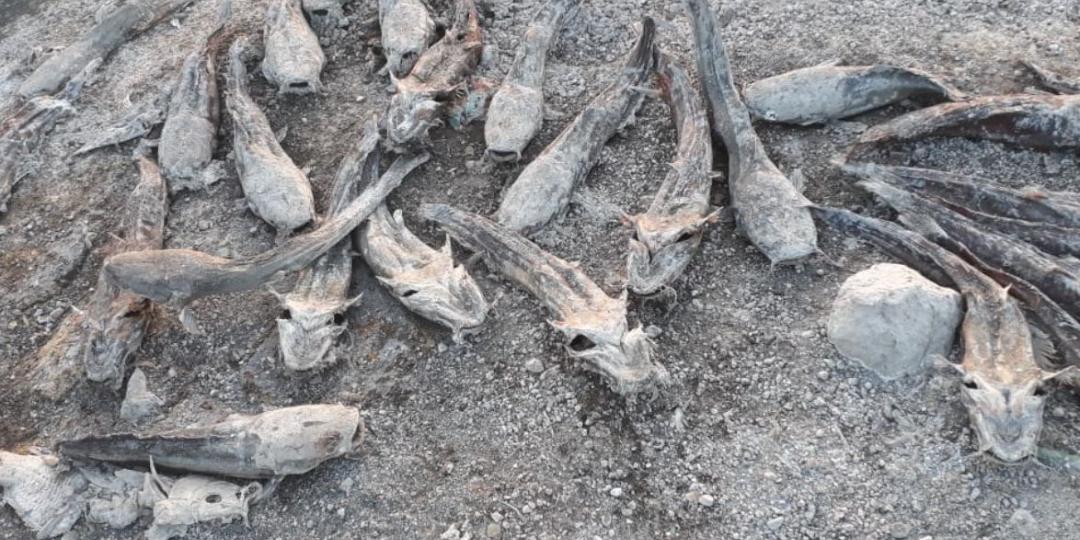 Dead fish dot the surface of the dried-up Nqwebe Dam in Graaff Reinet.