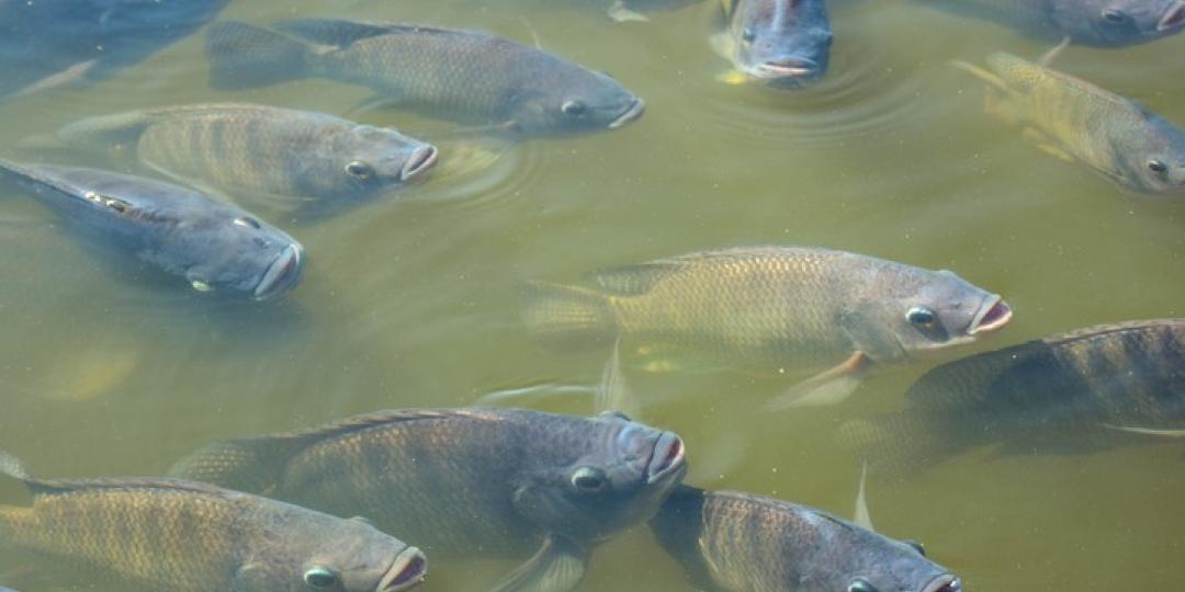 Rwanda bans tilapia imports | Freight News