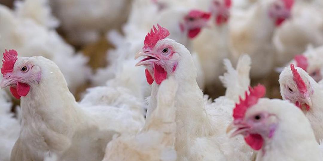 Import protection drives up local poultry production | Freight News